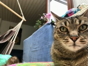 house sitting naše zkušenost